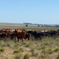 Sally O’Brien (@sallyobrien1146) 's Twitter Profile