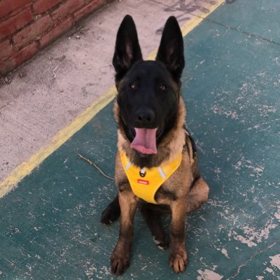 Amo a mi famila, Americanista de corazón, parrillero y bohemio de afición.