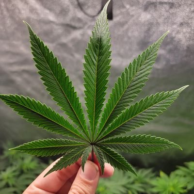 DownSouthGrow Profile Picture