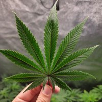 Down South Grow (@downsouthgrow) 's Twitter Profile Photo Down South Grow (@downsouthgrow) 's Twitter Profile Photo