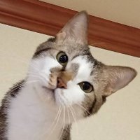 元野良猫のにじくん(@neko_nijikun240) 's Twitter Profile Photo