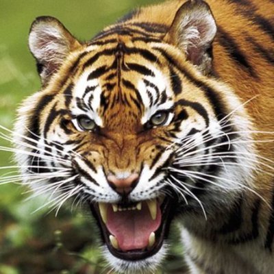 tigerv27891011 Profile Picture