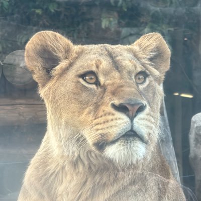 ronronzoo2024's profile picture. ろんろんです👋🧸今さらながらZOO専用垢作りました💦 🦁🐱🐯🐻🐻‍❄️プロフ画像は2024/02/18のトーゴくん・アレちゃん・アニモちゃん@東武動物公園です。西陽とイルミネーションはガラス越し撮影の敵❗️笑 📷無断使用・無断転載禁止🙅‍♀️