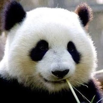 pandachr38's profile picture. 生息地→山形  好物→車と猫ちゃん大好き。 
                                               大谷くん超大好きｶｷｰｰﾝ (*･ω･)＿/  彡⚾️。