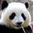 pandachr38