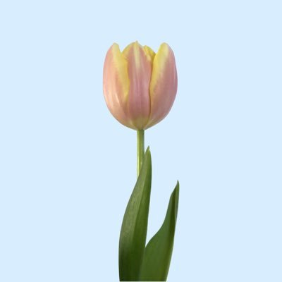 𝒀𝑨𝑵𝑼さんのプロフィール画像