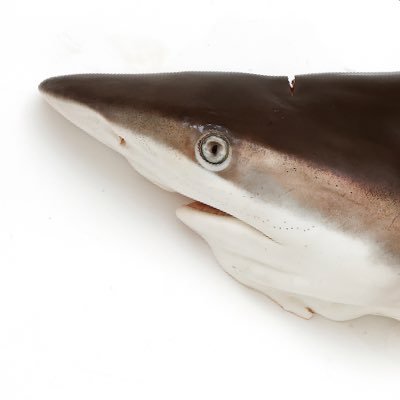 ふんかチャンさんのプロフィール画像