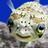 abasa_p4's profile image