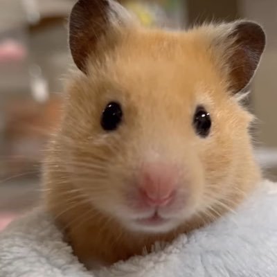 #민기 햄스터