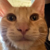 Ava (@wonderavv) 's Twitter Profile