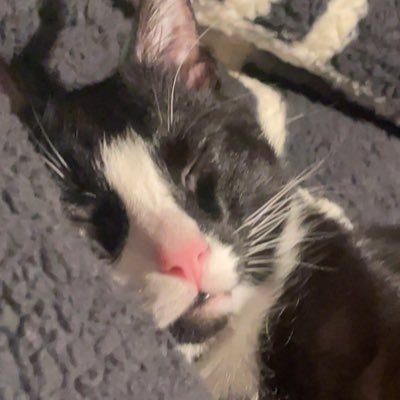 DNI if you fetishize mxm, I’ll soft block you‼️ (my pfp is my cat, say hi to Mr.Midnight) priv: @RavenisNOThere_