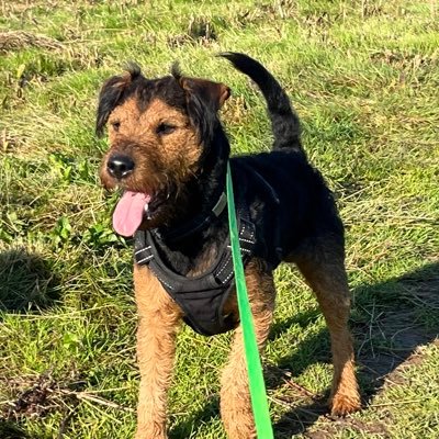 Former Royal Signals soldier, medals to the Royal Signals. military parachutist not paratrooper. Strong continental lager enthusiast. 2 x Lakeland Terriers