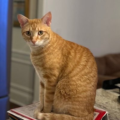 mrssouthernbell's profile picture. 