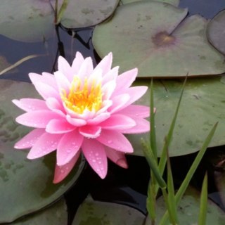 The flower that blooms in adversity is the rarest & most beautiful of all - Disney's Mulan