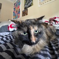 Squeezy (@squeezyr6) 's Twitter Profile