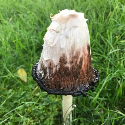 TheLocustGod's profile picture. I eat dirt, I play board games and I like magic the gathering. She/her.🏳️‍⚧️