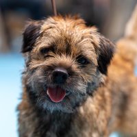 Sepp🐾 (@_sepp_bt) 's Twitter Profile