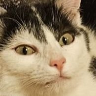 CaraK12345's profile picture. X