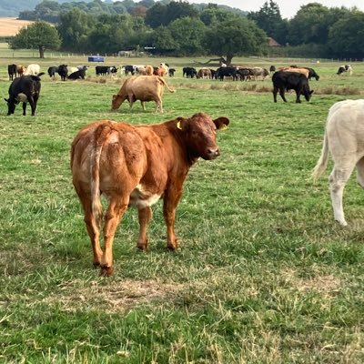 Farmer on the North Kent Marshes and Medway Valley. Arable, Beef, hay, Diversification and Conservation. Passionate about Food production and the Enviroment.