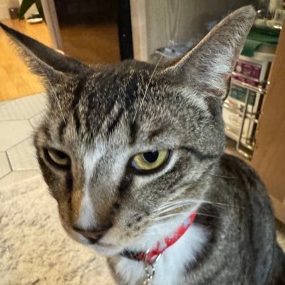 RisingSunBall's profile picture. Hi.