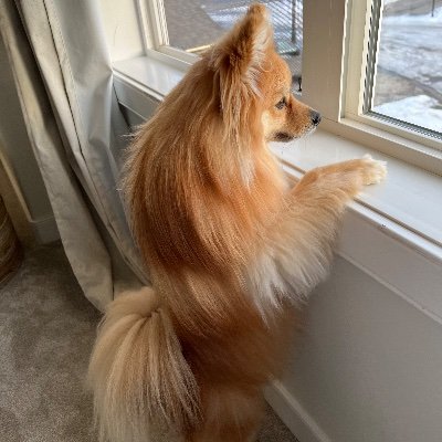 I am a pomeranian with opinions. I also monitor the neighbourhood for suspicious activity. Join me for a good laugh.