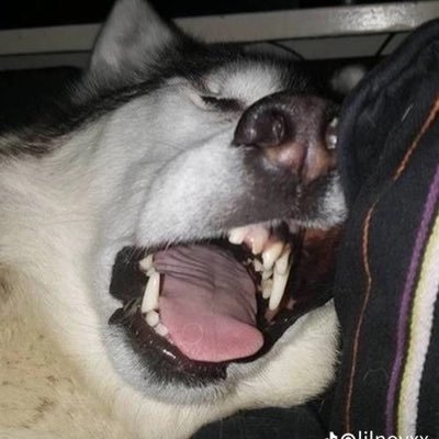 NerioBoada's profile picture. 