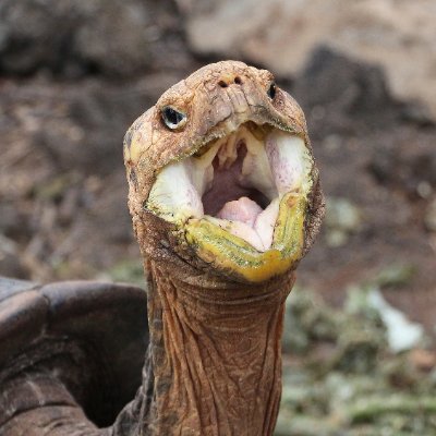 lordofchill322's profile picture. kogda uje ?