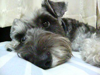 犬好きというよりも犬バカ？
最近は編み物にはまって毛糸集め熱中してます。