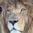 lion57262603