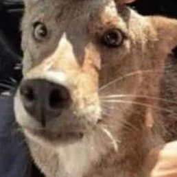 JockstrapSnifer's profile picture. Silly mexican coyote 🇲🇽, 19 years olds, Spanish and English, dms open