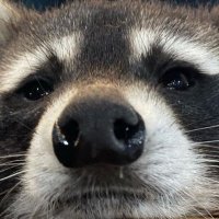 炎 (@rum_iecube) 's Twitter Profile