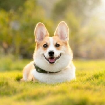 👉Welcome to @corgi__love
🐕We share daily #corgi Contents
🐾Follow us if you really love corgi