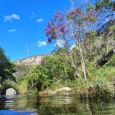 fabulousdiretor's profile picture. versamos sobre: biologia e sala de aula, botânica, NBA & Wemby

agroflorestando onde for possível 🌳