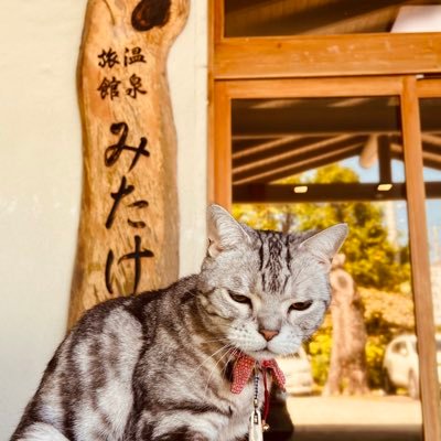 🎲ボドゲ640種🐈ねこ宿 ▶︎創業約７０年 ▶︎濁り湯温泉 ▶︎部屋出し料理 https://t.co/JO03stJMQs https://t.co/l9tplGcvbt