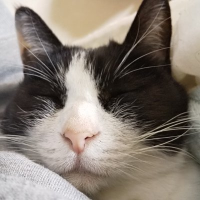 TORU_nekozuki's profile picture. 猫が大好き。