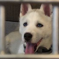 Larry Carrillo (@noobslayer2017) 's Twitter Profile