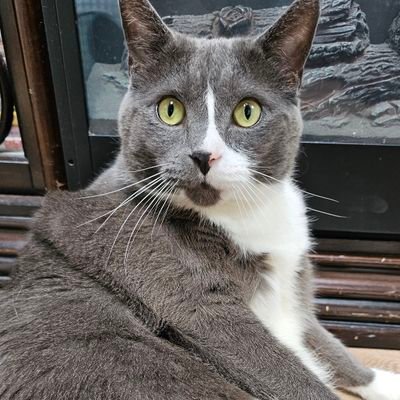 Metspride's profile picture. 