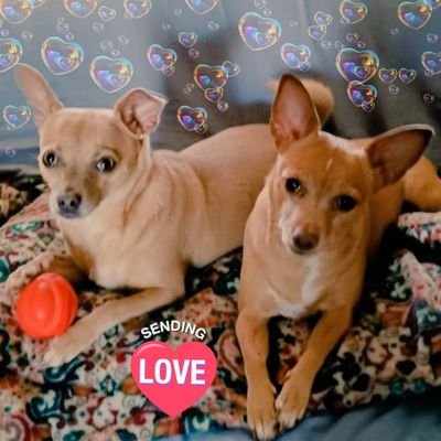 We'z Honey de Chug (chi/pug) & Lola de Chi-X. ❤️ hunting🧟‍♂️zombies, wrestling, playing 🥎, treats! 🚫Haters🚫Politics #ZSHQ  #dogsoftwitter #dogs 🌈💙🇺🇦