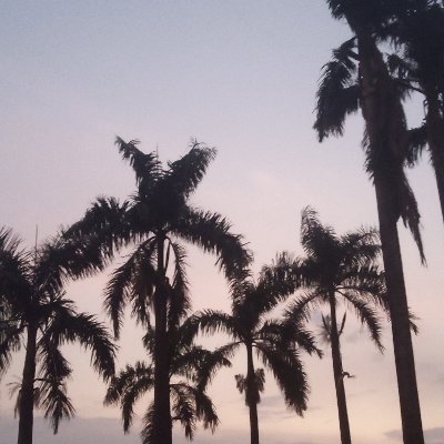 dffilm's profile picture. 