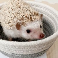 おこげ🦔(@okoge_pii) 's Twitter Profile Photo