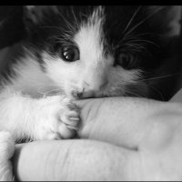Oldtiger (@oldtiger666) 's Twitter Profile