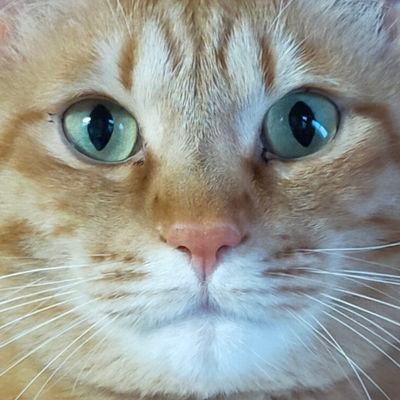 【アカウント傾向】ゲームの話メイン、RPとか日常のつぶやきとか飼い猫の写真多め。たまーに絵を描いたり、ハンドメイドしたり。　
【ゲームについて】FF14でゆあん(Tiamat)メインに活動中。ふぃんこ(Garuda)もいるよ。（💍 @Ali_Dorate ✨）　
他の最近のお熱は原神・アークナイツ・リンバスとか。