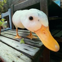 Duck Ducksen(@schafsen) 's Twitter Profile Photo