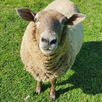 Ovis Aries 🧢🇦🇺 #Sheep #Facts(@hvfreerangefarm) 's Twitter Profile Photo
