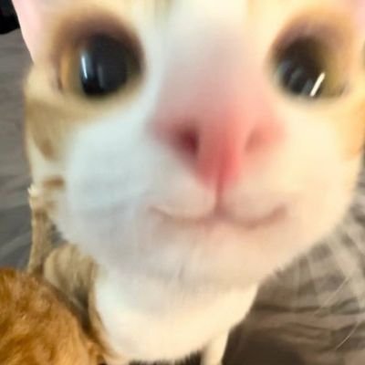 dkksksjc's profile picture. yeah