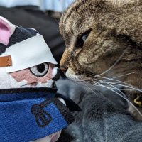 烏有 (@mer24cator) 's Twitter Profile