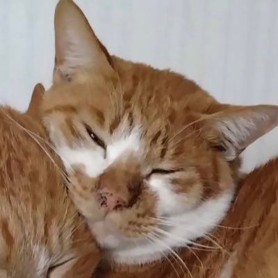 ねゆきさんのプロフィール画像