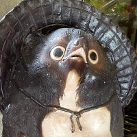 森野たぬき@JCU狸や (@_morino_tanuki_) 's Twitter Profile