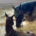 Oscar Benavides (@montesacrofarm) Twitter profile photo Oscar Benavides (@montesacrofarm) Twitter profile photo