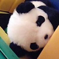 sho_hashi (@sho_hashi) 's Twitter Profile